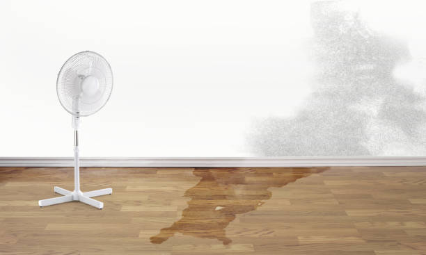 Best Local water damage restoration  in Mesilla, NM